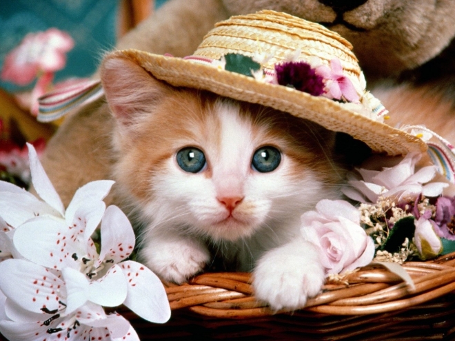 cat with a hat wallpaper